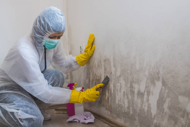 Trusted East Bernard, TX Mold Inspection, Removal & Remediation Experts